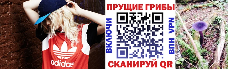 купить  цена  Кудрово  Псилоцибиновые грибы Psilocybine cubensis 